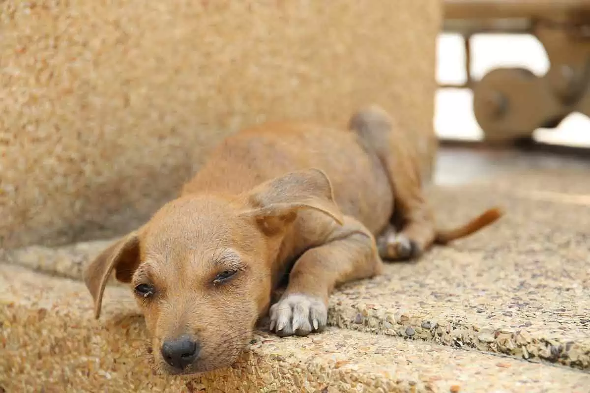Incidente stradale causato da cane randagio: quando ne risponde il comune?